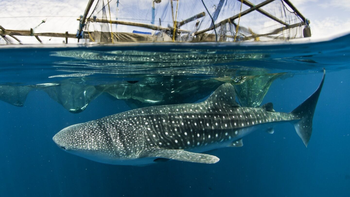 Whale shark swimming near a bagan platform in Cenderawasih Bay, surrounded by clear blue water and soft light