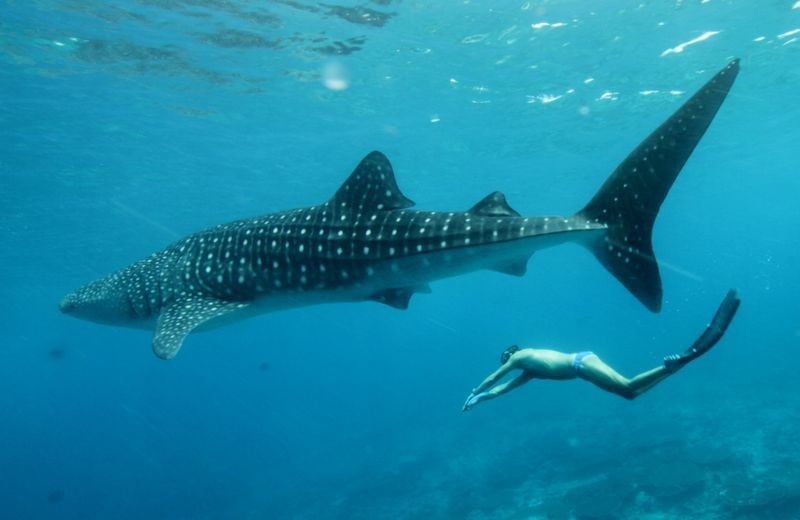 Whale shark cruising in open water off Gorontalo, creating a wild and natural diving encounter