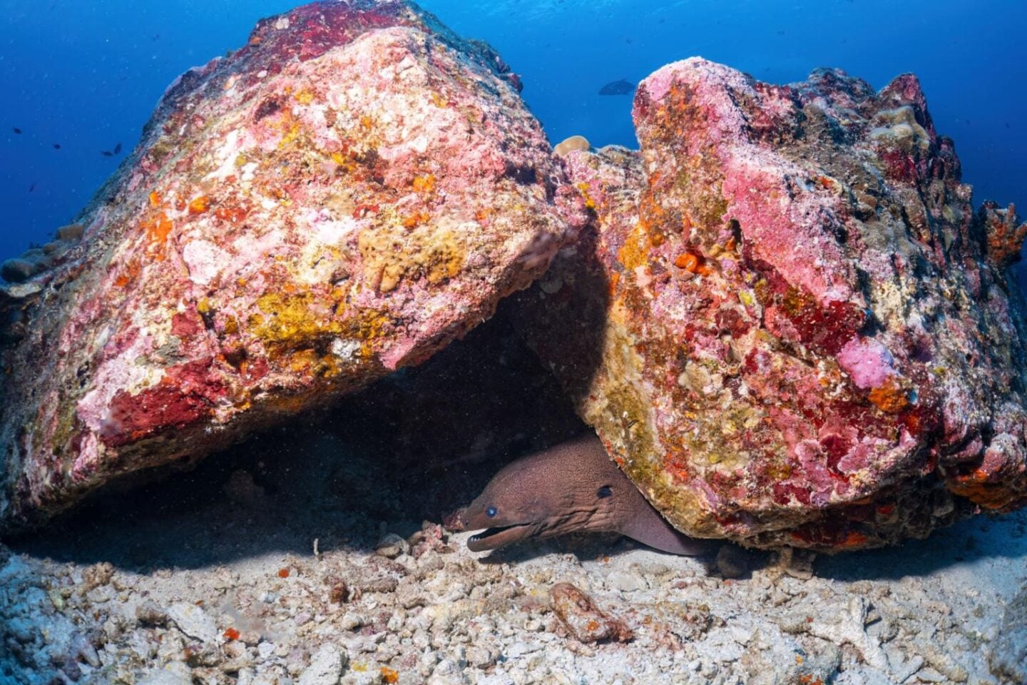 Moray eel resting among a vibrant coral reef, partially hidden within rock formations in its natural habitat