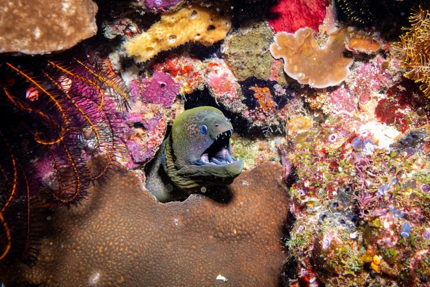 Moray eel peering from a coral reef crevice, showing its elongated body and open mouth used for breathing