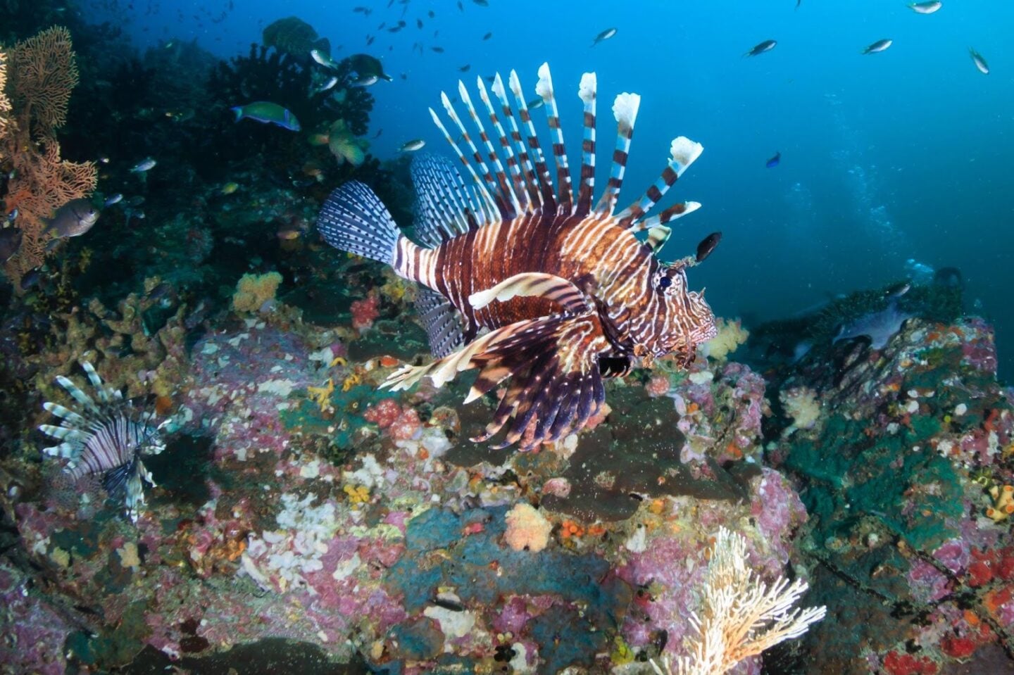 Lionfish swimming gracefully above a coral reef, displaying its striped body and wide, fan-like fins as an example of a venomous reef predator