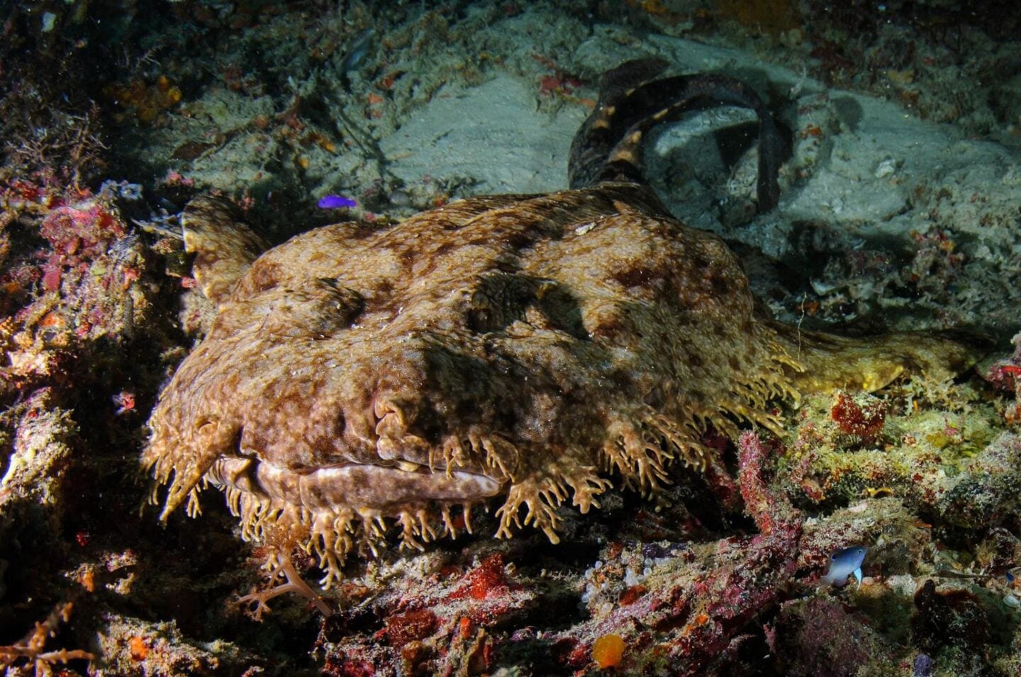 Well camouflaged wobbegong shark on the seabed, preparing to ambush passing prey.