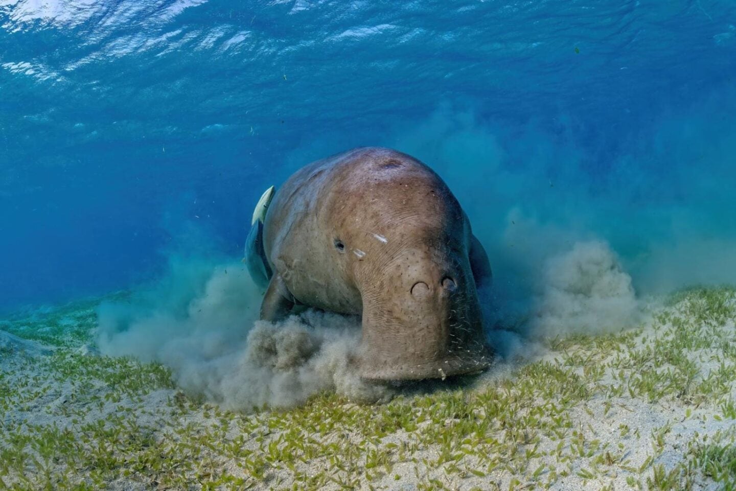 Dugong swimming slowly over a seagrass meadow, showing its streamlined body and forked tail adapted to marine life