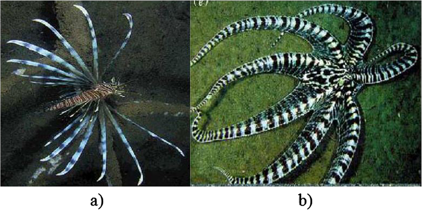 Lionfish (a) and mimic octopus imitating it (b)
