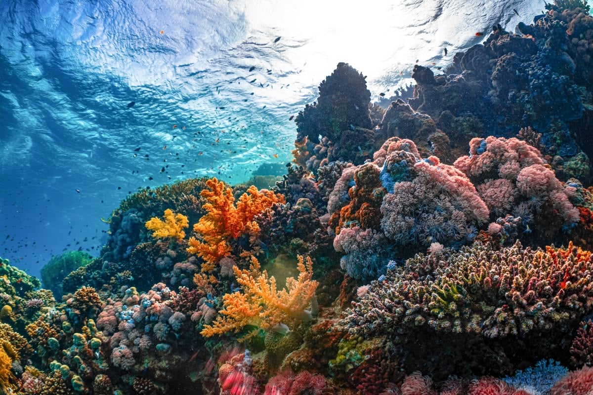 Colourful coral reef in Indonesia with vibrant corals and diverse marine life thriving across the reef.