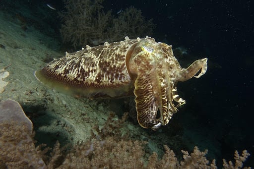 cuttlefish