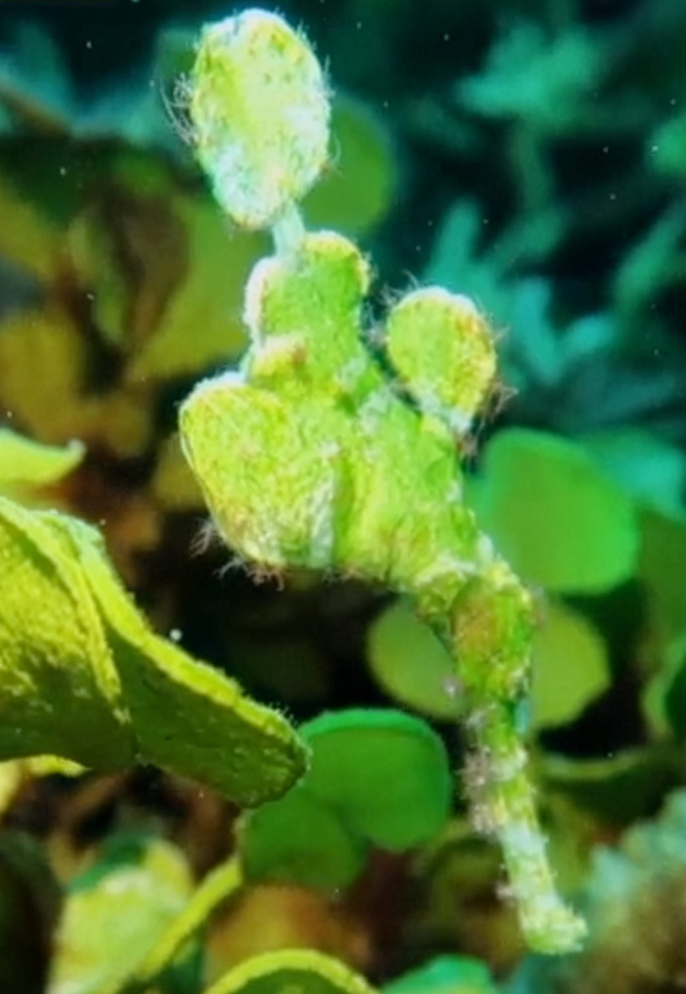 Ghost Pipefish