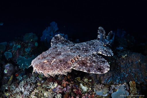 wobbegong shark