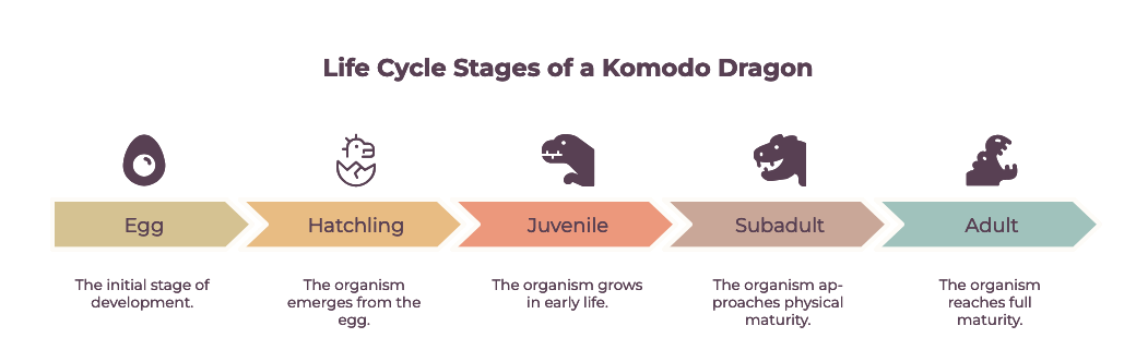 Komodo dragon life cycle