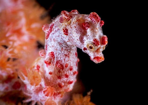 pygmy seahorse