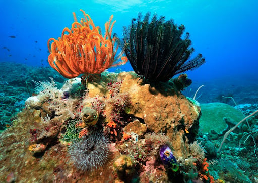 Raja Ampat coral reef