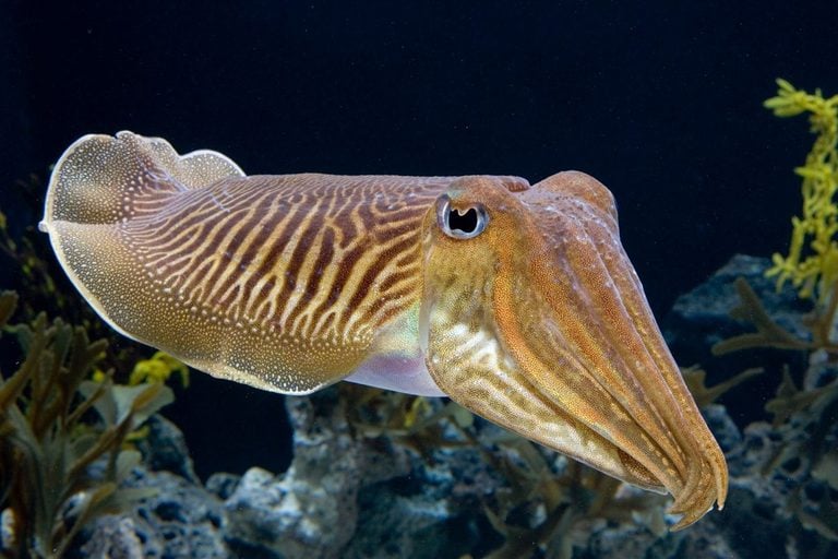 Diving & Liveaboard News & Articles