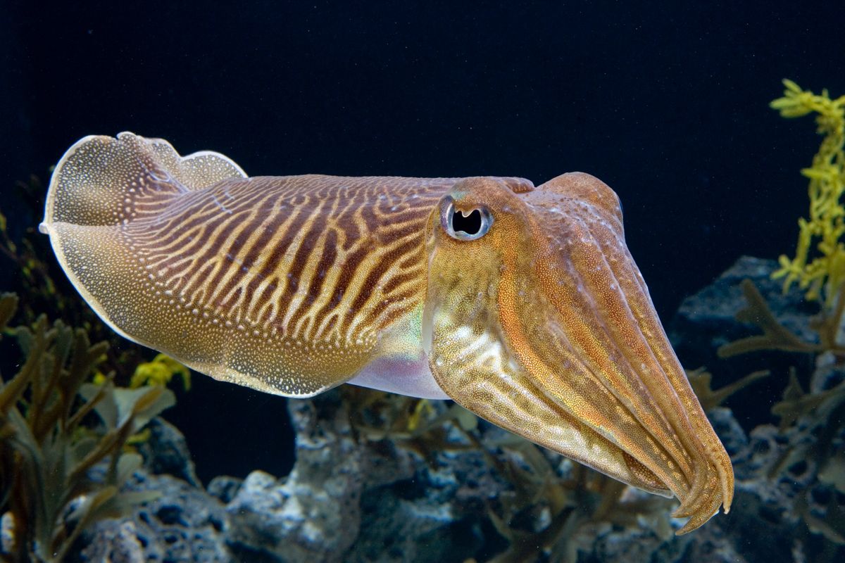 Meet the Cuttlefish: Nature's Master of Disguise 1 Cuttlefish (Sepia officinalis) displaying its distinctive body pattern and remarkable camouflage in its natural marine habitat.