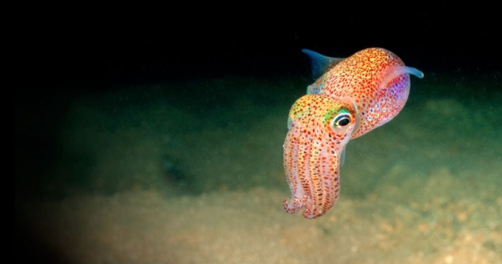 Bobtail Squid: A Tiny Marine Animal with a Brilliant Survival Trick 1 Bobtail squid resting on the seafloor, displaying its compact body and distinctive bioluminescent features in the marine environment.