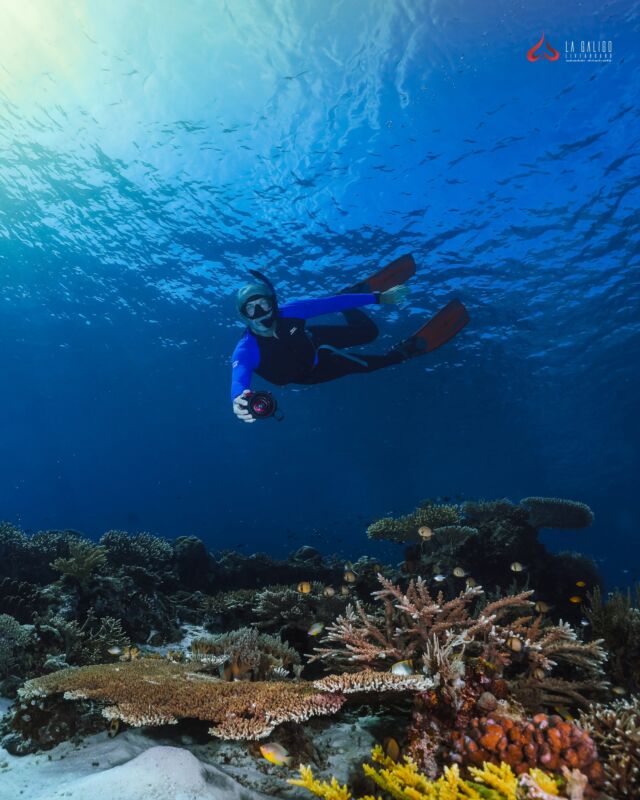 Whether you’re a diver or freediver, we’ve got you covered!

#Komodo offers everything you want when it comes to diving and freediving. Its healthy underwater ecosystem makes it a perfect spot for your underwater adventures.

Join us on an extraordinary diving trip to Komodo this June. Make a booking for your amazing expedition with La Galigo Liveaboard by getting in touch with us right now.

🔗Click the link on the bio!

✉️ info@LaGaligoLiveaboard.com 
💬 +62 812 2000 2025 (WhatsApp)
🌐 www.LaGaligoLiveaboard.com
🌐 Trip.LaGaligoLiveaboard.com (Schedule & Rates)
 
~~~~
 
#ScubaDiving #Scuba #Diving #Diver #Liveaboard #DiveTrips #freedive #marinebiodiversity #KomodoIsland