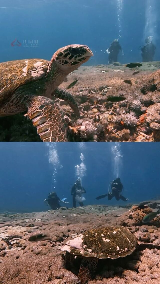 While the divers are busy creating their bubble rings, the #seaturtle is not bothered at all and just enjoys his coral lunch.
Just a little fact about sea turtles, This threatened species possesses a powerful jaw and an incredibly resilient beak. The rough, fibrous structure of seagrass and algae can be torn apart by it. Because their teeth are designed to grind, they can effectively eat by using this motion to break down the tough fibers of the plants into smaller bits that are easier to digest.
Would you like to witness sea turtles feeding in the wild? Come along on a unique diving excursion with us to see the amazing and captivating #marinelife in Komodo National Park. Chat with us on Whatsapp right now!
🔗Click the link on the bio!
✉️ info@LaGaligoLiveaboard.com
💬 +62 812 2000 2025 (WhatsApp)
🌐 www.LaGaligoLiveaboard.com
🌐 Trip.LaGaligoLiveaboard.com (Schedule & Rates)
~~~~
#ScubaDiving #Scuba #Diving #Liveaboard #DiveTrips #MarineBiodiversity #komodo